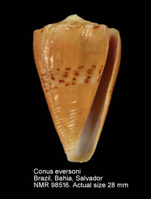 Conus eversoni.jpg - Conus eversoni Petuch,1997